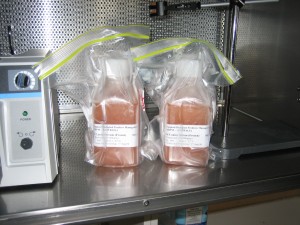 Canine serum ready for export